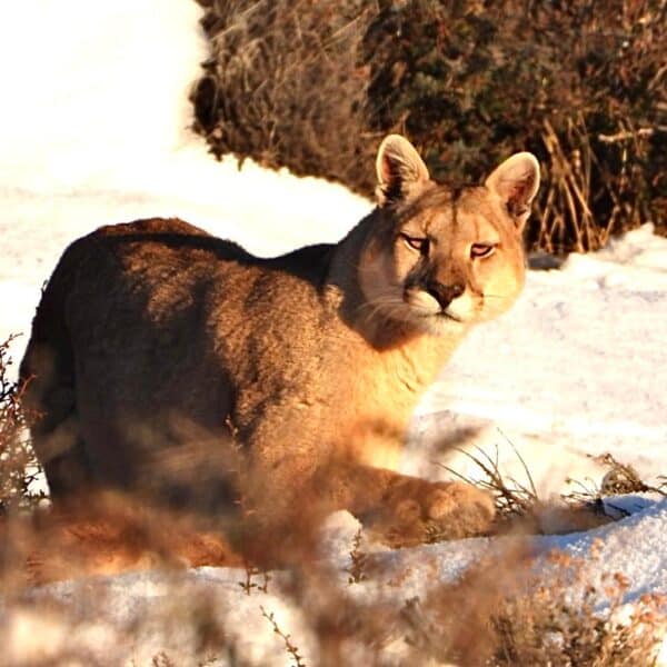Puma wildlife spotted during Torres del Paine winter with expert guide - increased wildlife viewing opportunities with fewer crowds