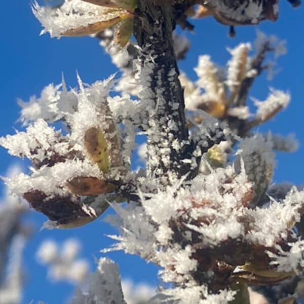 Torres del Paine winter frost formations on native vegetation showing unique winter details and pristine natural beauty