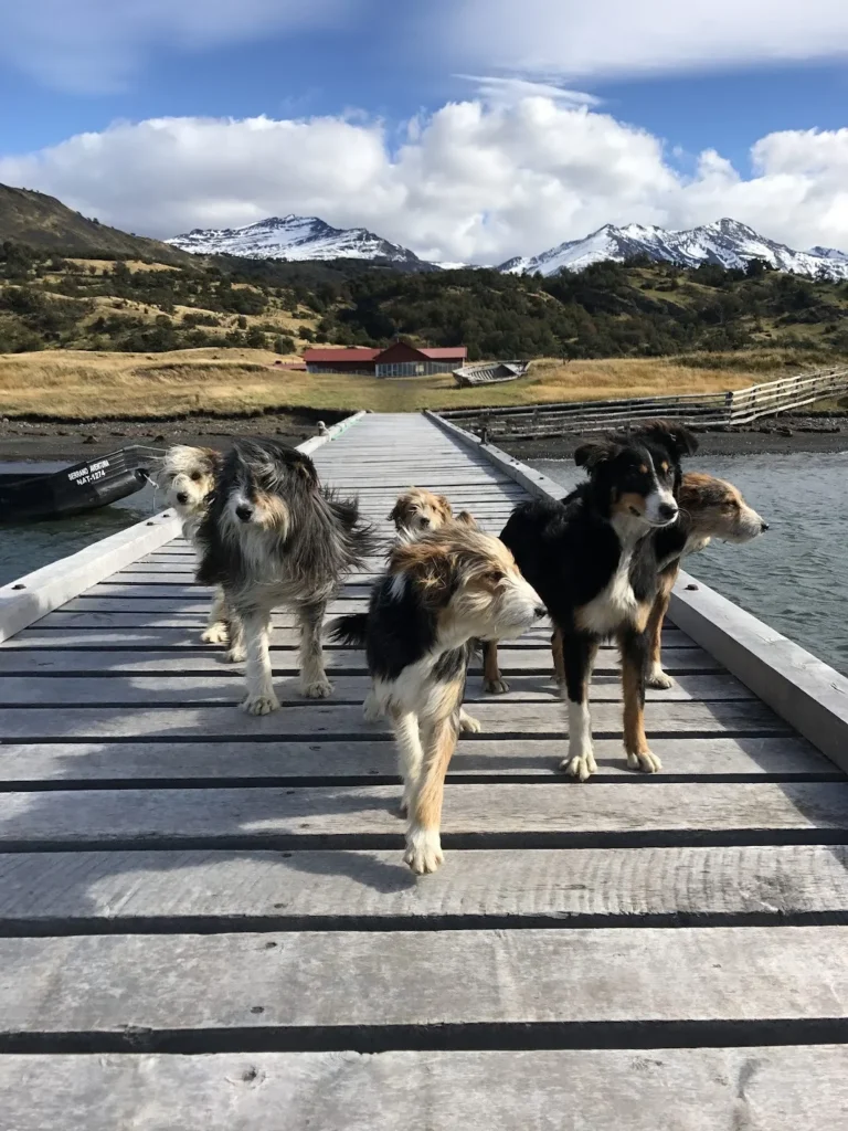 Dogs walking on a wooden walkway at a Patagonian estancia