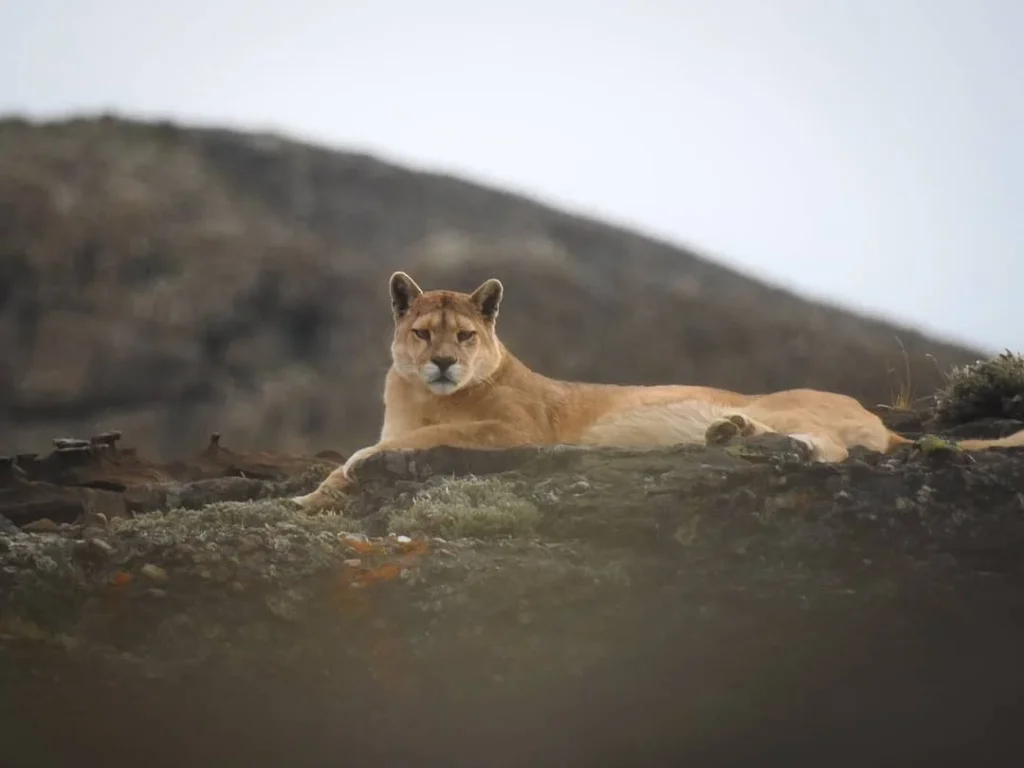 Native wildlife seen in the Patagonian steppe near Torres del Paine National Park.