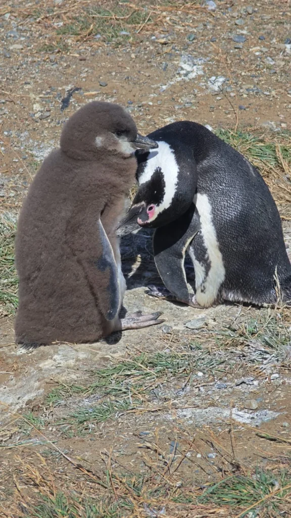Magellanic penguins on Isla Magdalena near Punta Arenas in southern Patagonia.