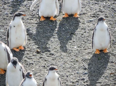 Papua Penguins walking on Martillo Island in Patagonia