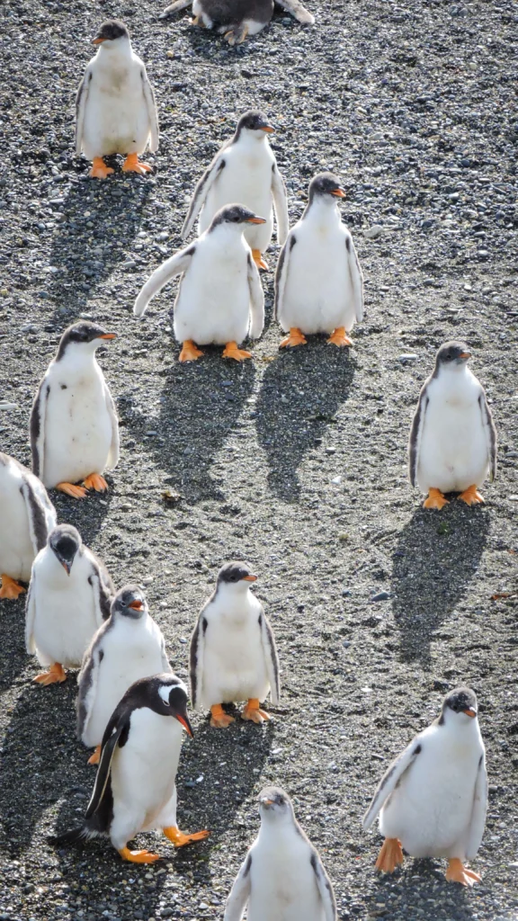 Papua Penguins walking on Martillo Island in Patagonia